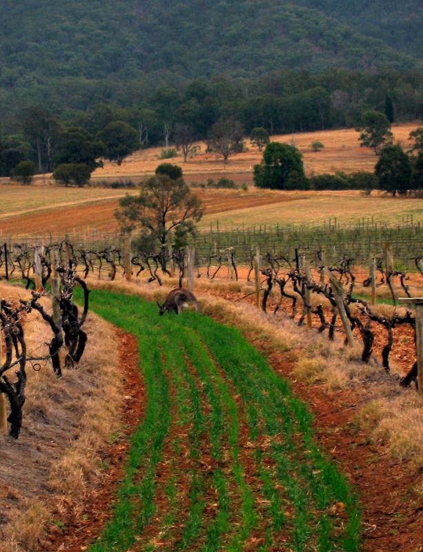 Grey kangaroo eating grass at Audrey Wilkinson winery.