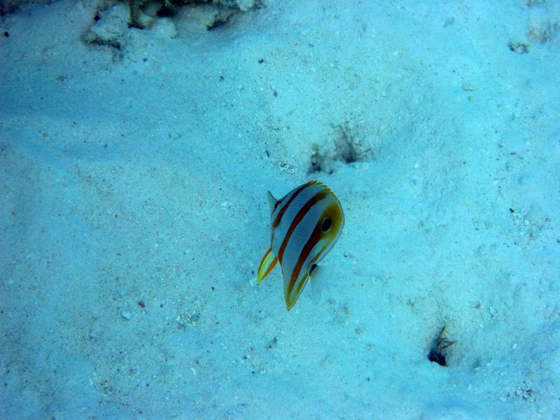 Heron Island.