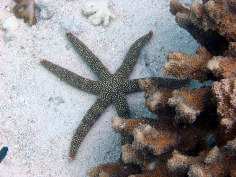 Starfish.