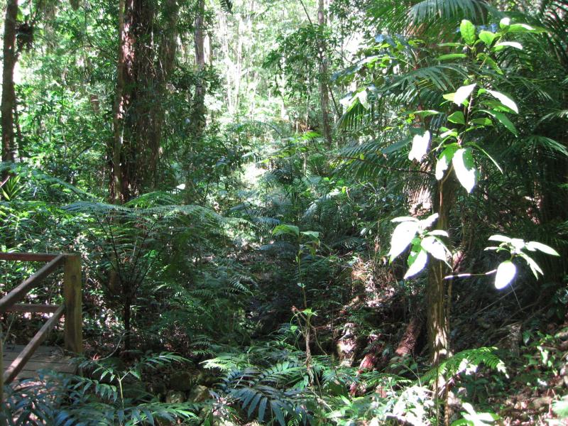 Rainforest at Paluma.