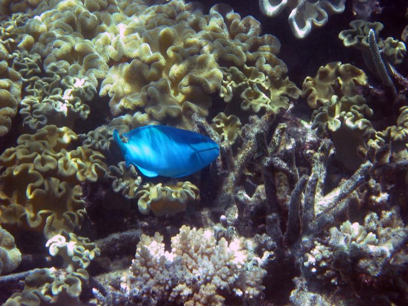 Parrot fish on the reef.