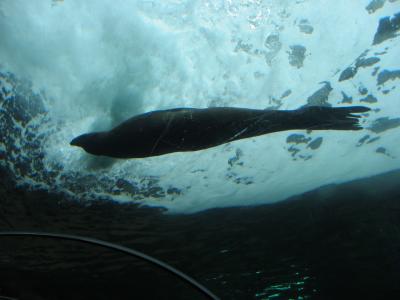 Seals swimming overhead at the Sydney aquarium.