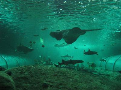 Rays, sharks and fish at the aquarium.