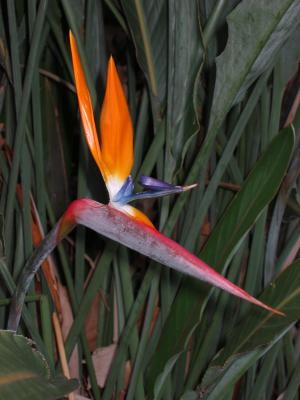 Bird of paradise flower in the botanical gardens.