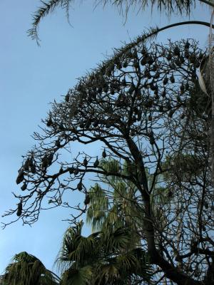 Resident flying foxes in the botanical gardens.