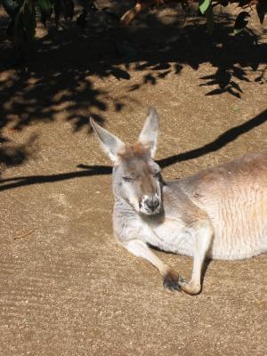 Kangaroo at Taronga Zoo.