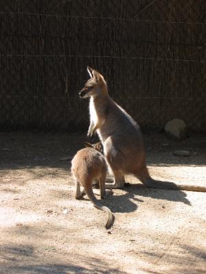 Big joey trying to get into mothers pouch at Taronga Zoo.