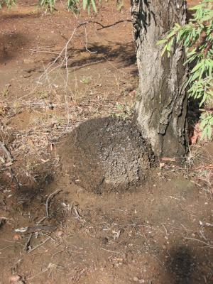 Termite mound. Not as big as the ones we see later in North Queensland.