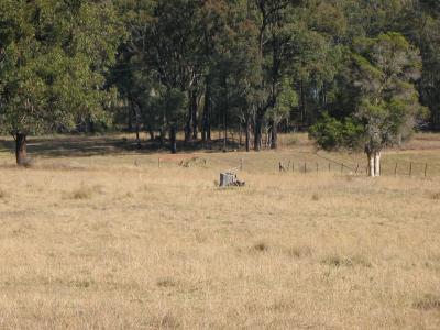 Kangaroos in the distance.