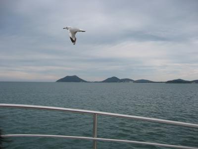Gull at Port Stephens on dolphin tour.