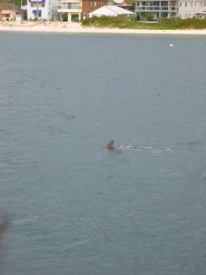 Dolphin off Port Stephens.