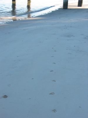 Dingo tracks on the beach the next morning.