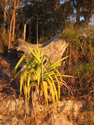 Grass tree, Fraser Island.