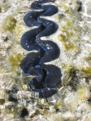 Giant clam at low tide.