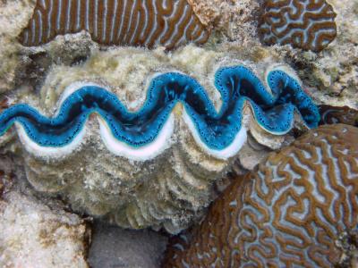 Blue giant clam.