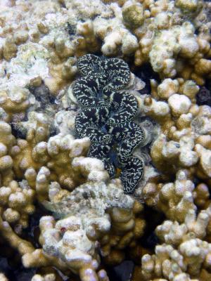 Giant clams are great to photograph underwater, they don't move around.
