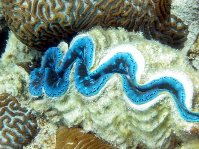 Blue giant clam.