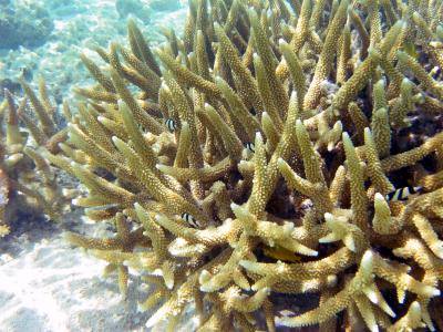 Coral and damselfish.