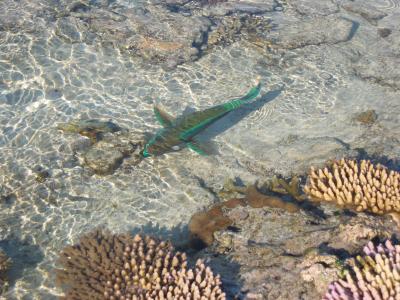 Parrot fish in rubble zone.