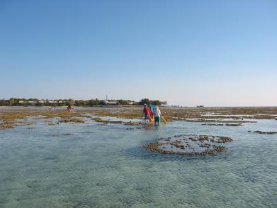 Heading back to the island after guided reef walk.