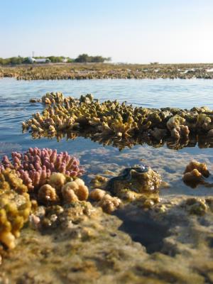 Reef at low tide looking back towards Heron Island.