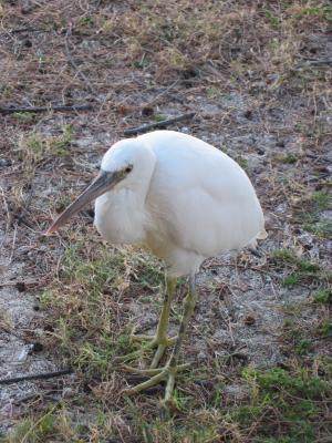 White morph reef egret.