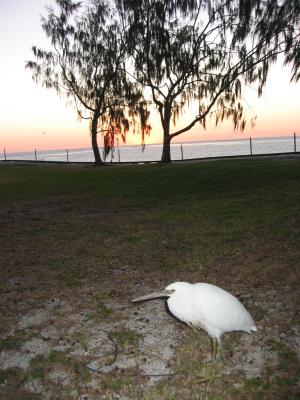 White morph reef egret, sunset.