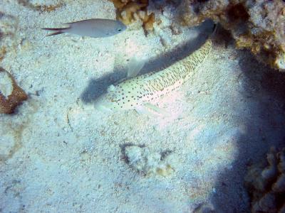 Fish, Heron Island.