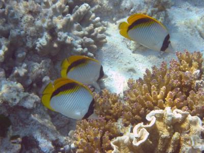 Fish, Heron Island.