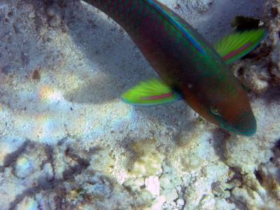 Parrot fish.