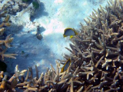 Fish, Heron Island.