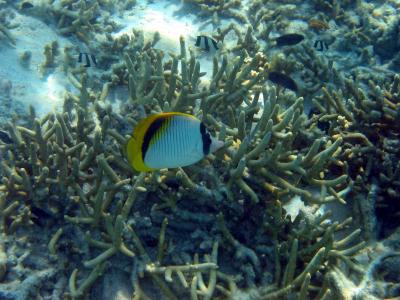 Fish, Heron Island.