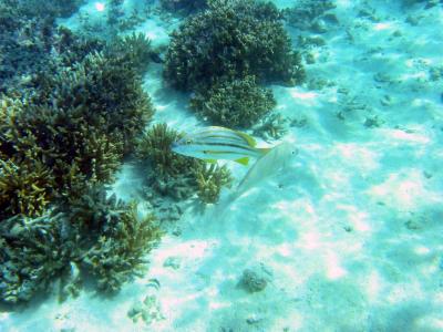 Fish, Heron Island.