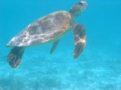 Green sea turtle coming up for air, Heron Island.