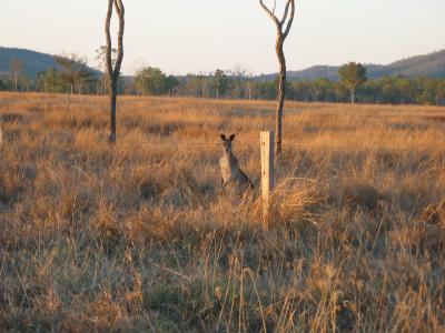 Curious kangaroo at sunset.