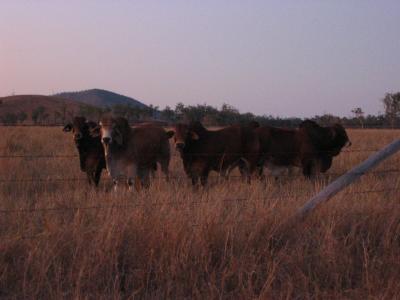More bulls, just at sunset.