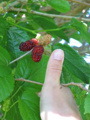 Very large mulberries.