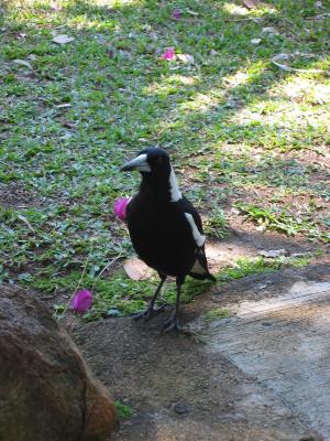 Magpie at the ice cream stop between Rockhampton and Mackay.