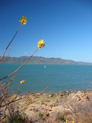 Flower and sailboat from Shelley Beach.