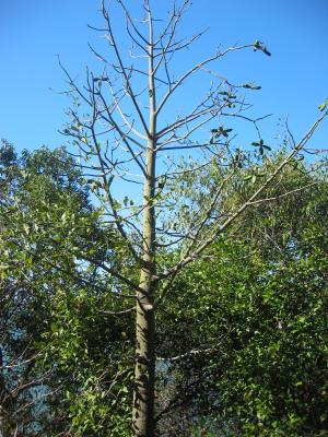 Unusual flora at Shelley Beach.