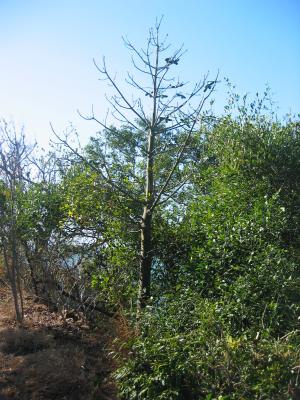 Unusual flora at Shelley Beach.