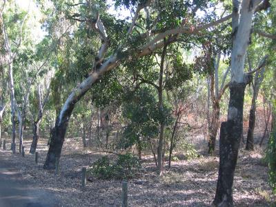 Black butt eucalyptus trees.