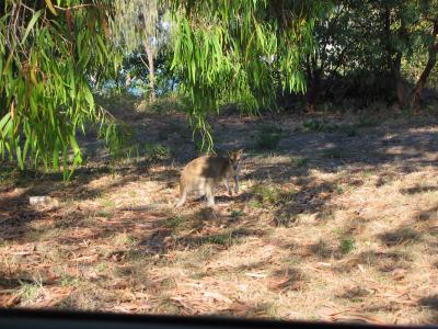 Another wallaby.