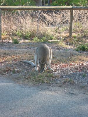 Rock wallaby, Townsville.
