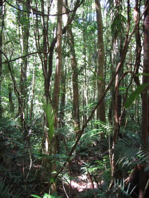 Rainforest at Paluma.