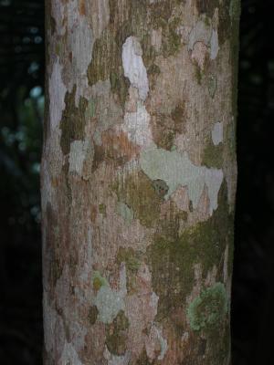 Interesting bark on a tree, South Mission Beach, Queensland.