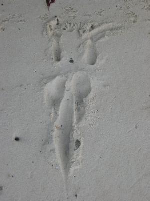 Wallaby track on the beach.