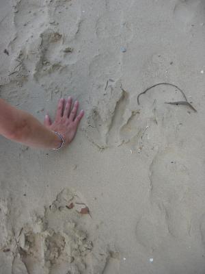 Cherrie's hand beside a Cassowary track.