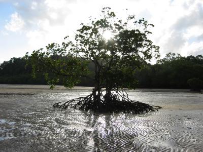 Mangrove at low tide, South Mission Beach.
