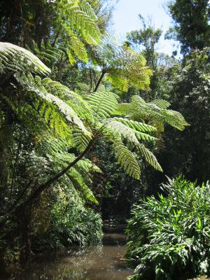 A tree fern at Milla Milla falls.